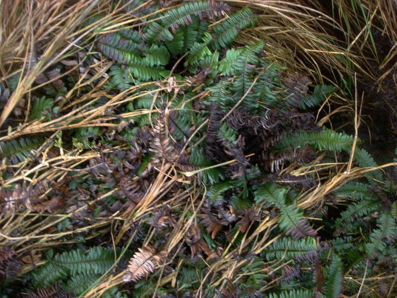 Blechnum durum photo 7