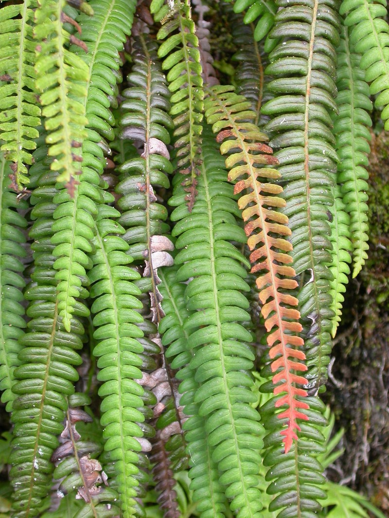 Blechnum eburneum