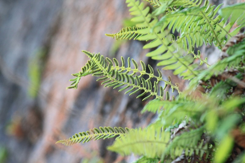 Blechnum eburneum photo 2