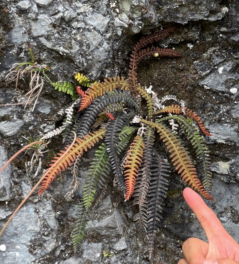 Blechnum eburneum photo 3