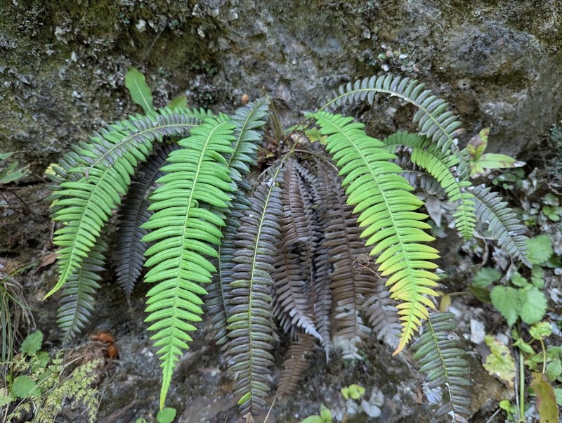 Blechnum eburneum photo 4