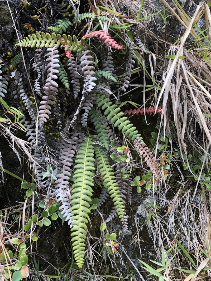 Blechnum eburneum photo 5