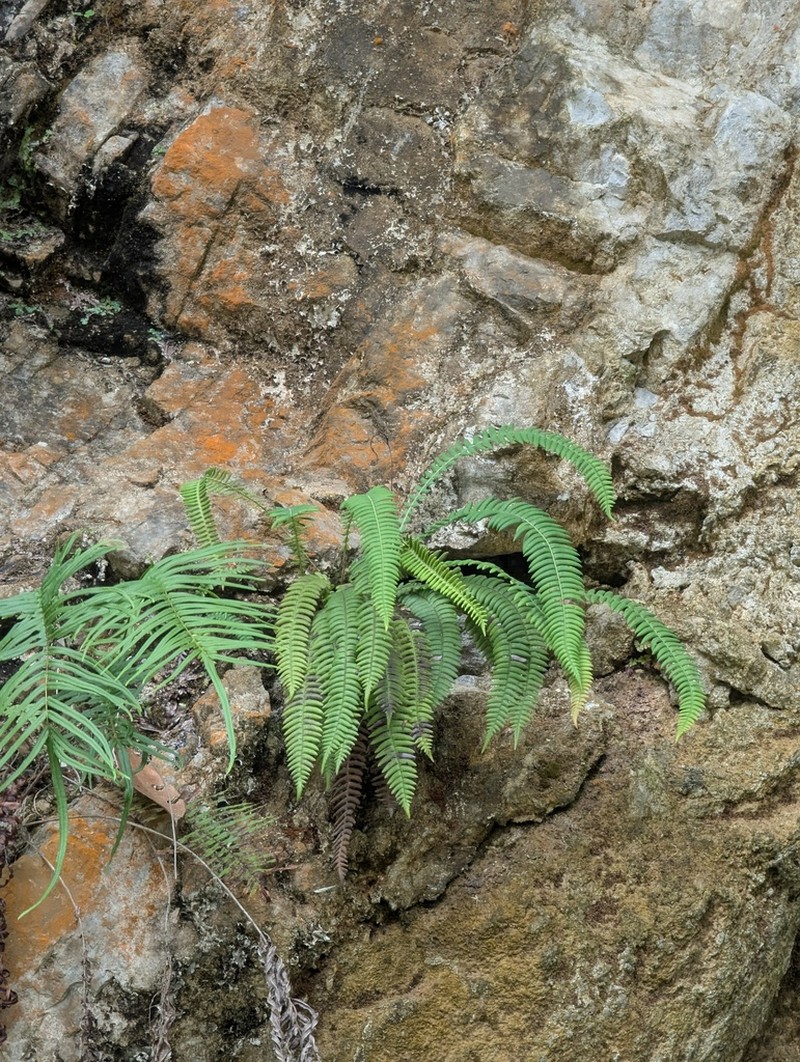 Blechnum eburneum photo 6