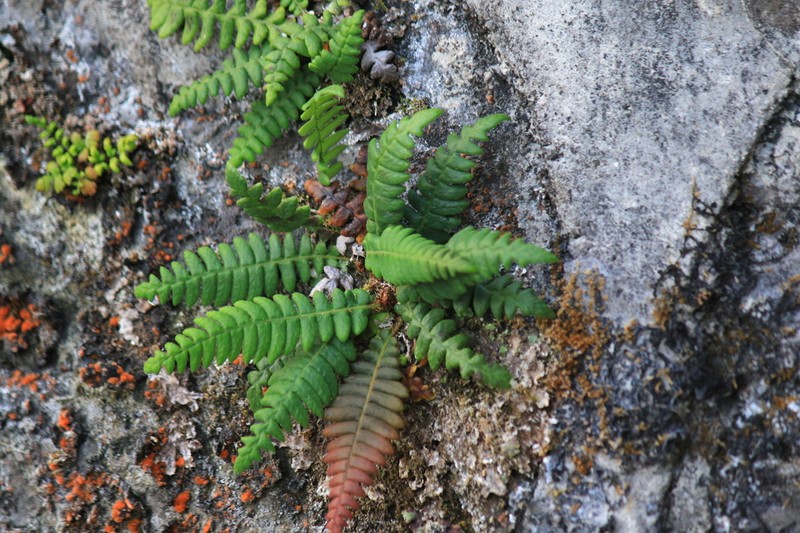 Blechnum eburneum photo 7