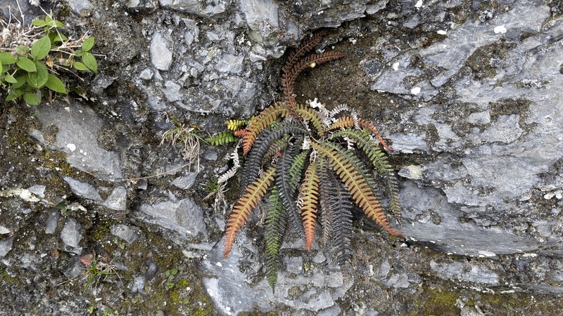 Blechnum eburneum photo 8