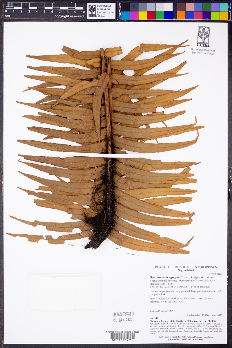 Blechnum egregium photo 2