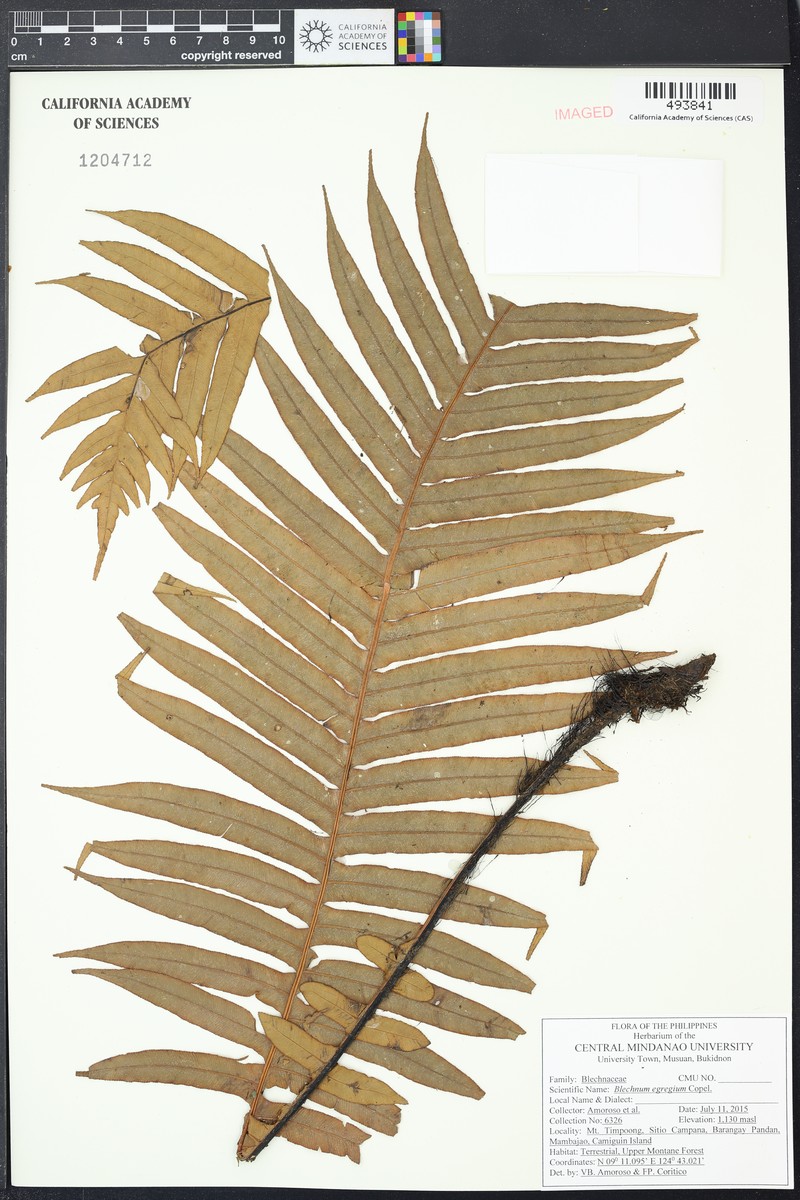 Blechnum egregium photo 3