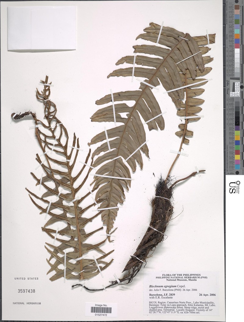 Blechnum egregium photo 4
