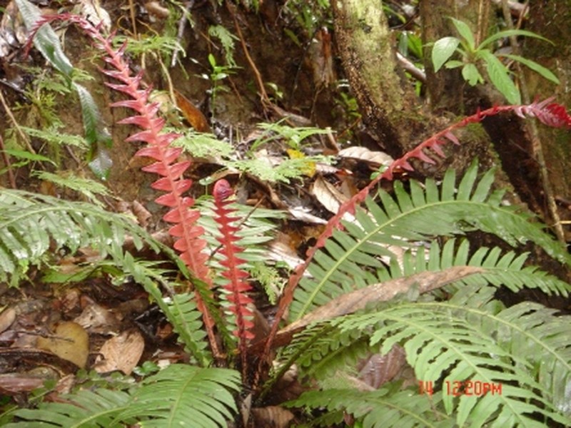 Blechnum egregium