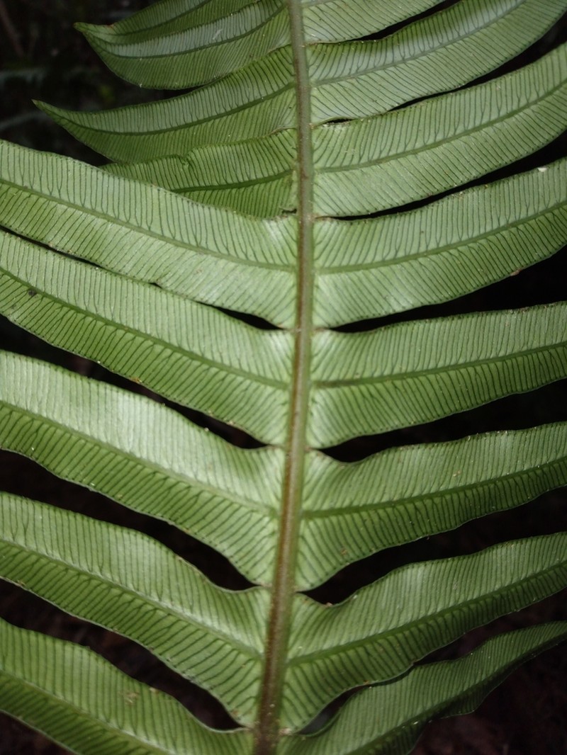 Blechnum ensiforme