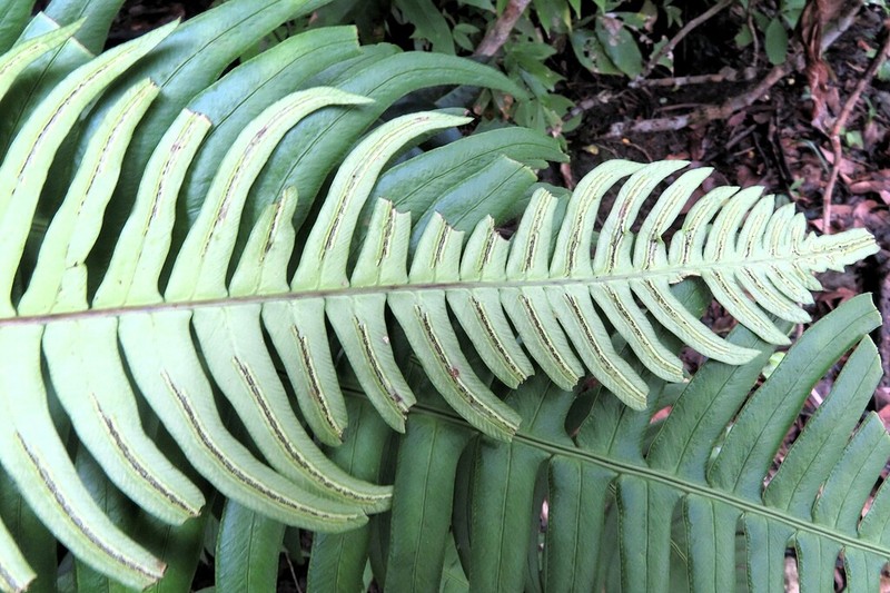Blechnum ensiforme photo 2