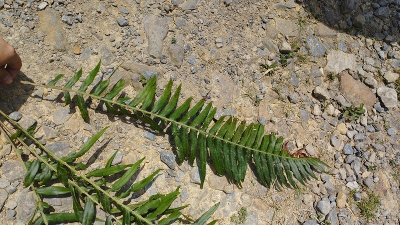 Blechnum ensiforme photo 3