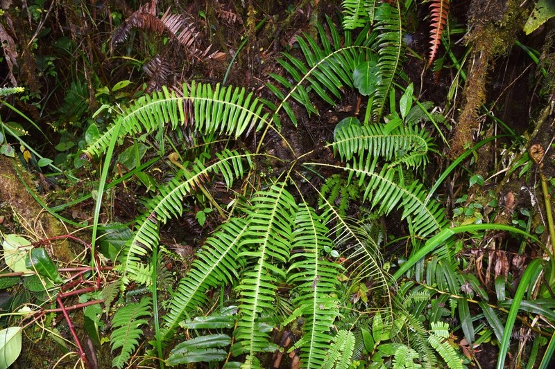 Blechnum ensiforme photo 4