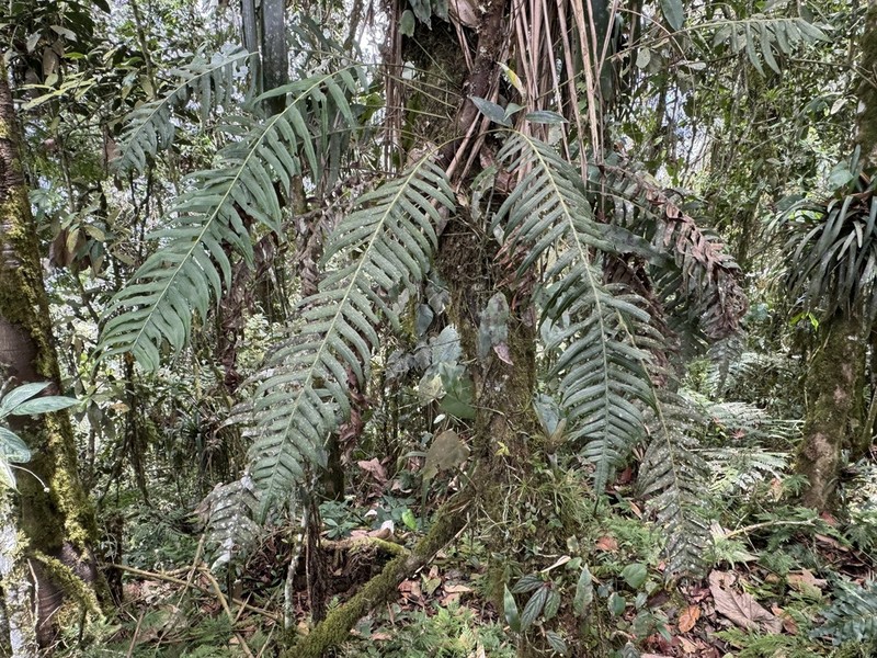 Blechnum ensiforme photo 5