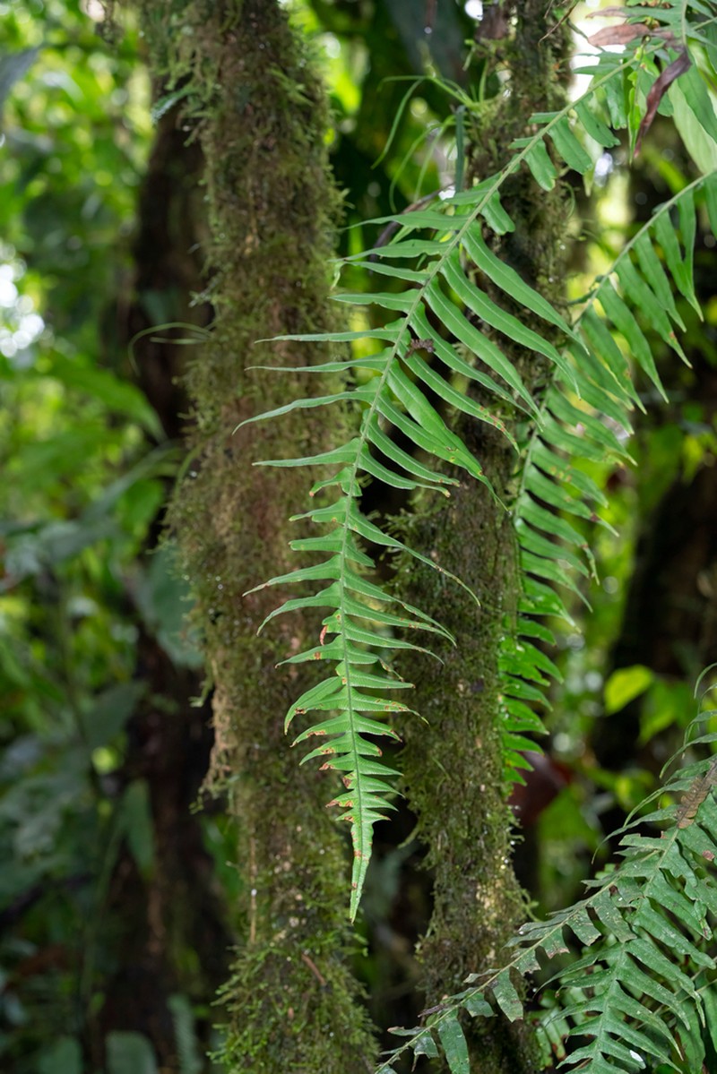 Blechnum ensiforme photo 6