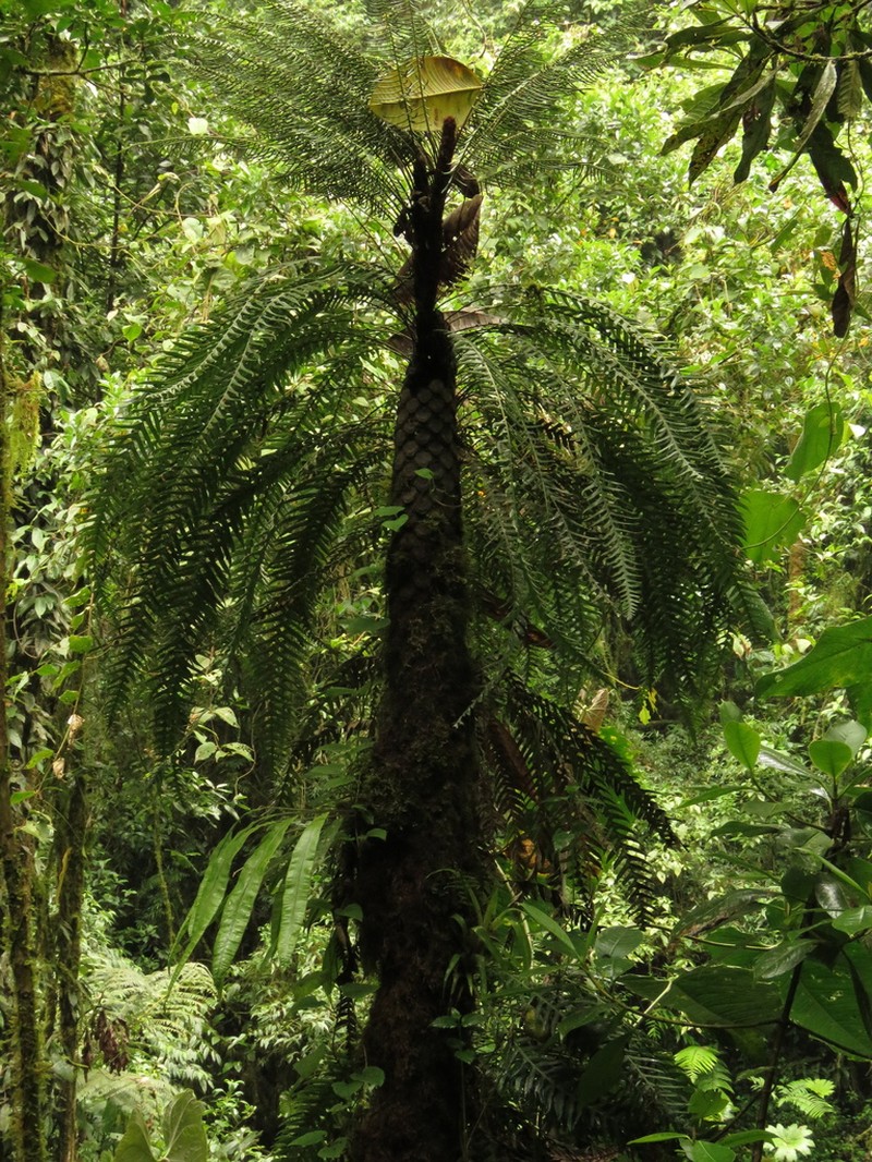 Blechnum ensiforme photo 7