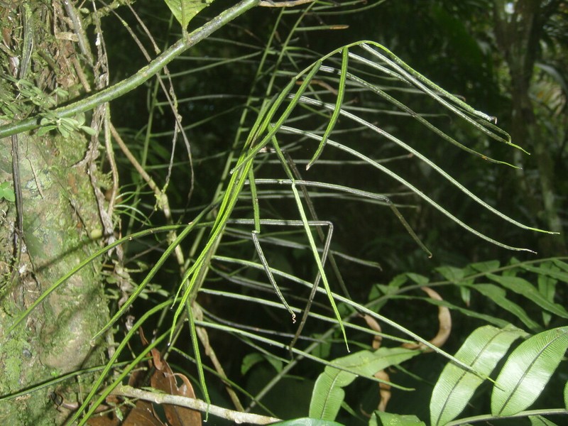 Blechnum ensiforme photo 8
