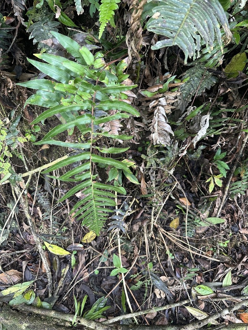 Blechnum falciforme photo 2