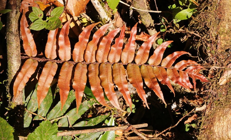 Blechnum falciforme photo 3