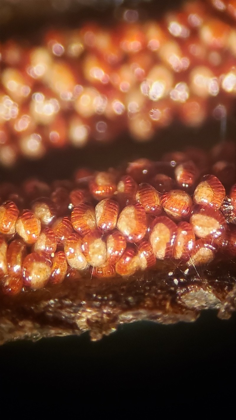 Blechnum falciforme photo 4