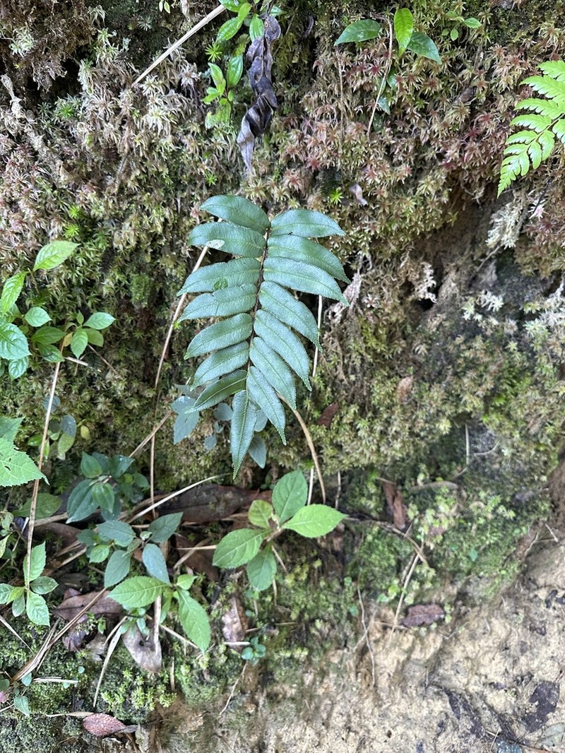 Blechnum falciforme photo 5
