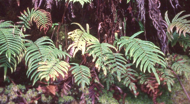 Blechnum falciforme photo 6