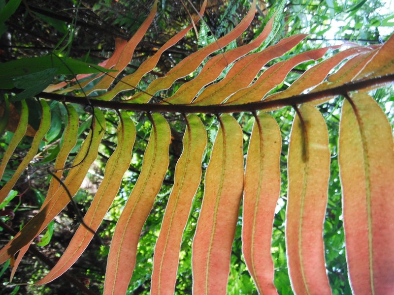 Blechnum falciforme photo 7