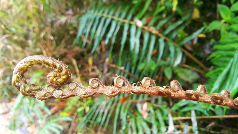 Blechnum falciforme photo 8