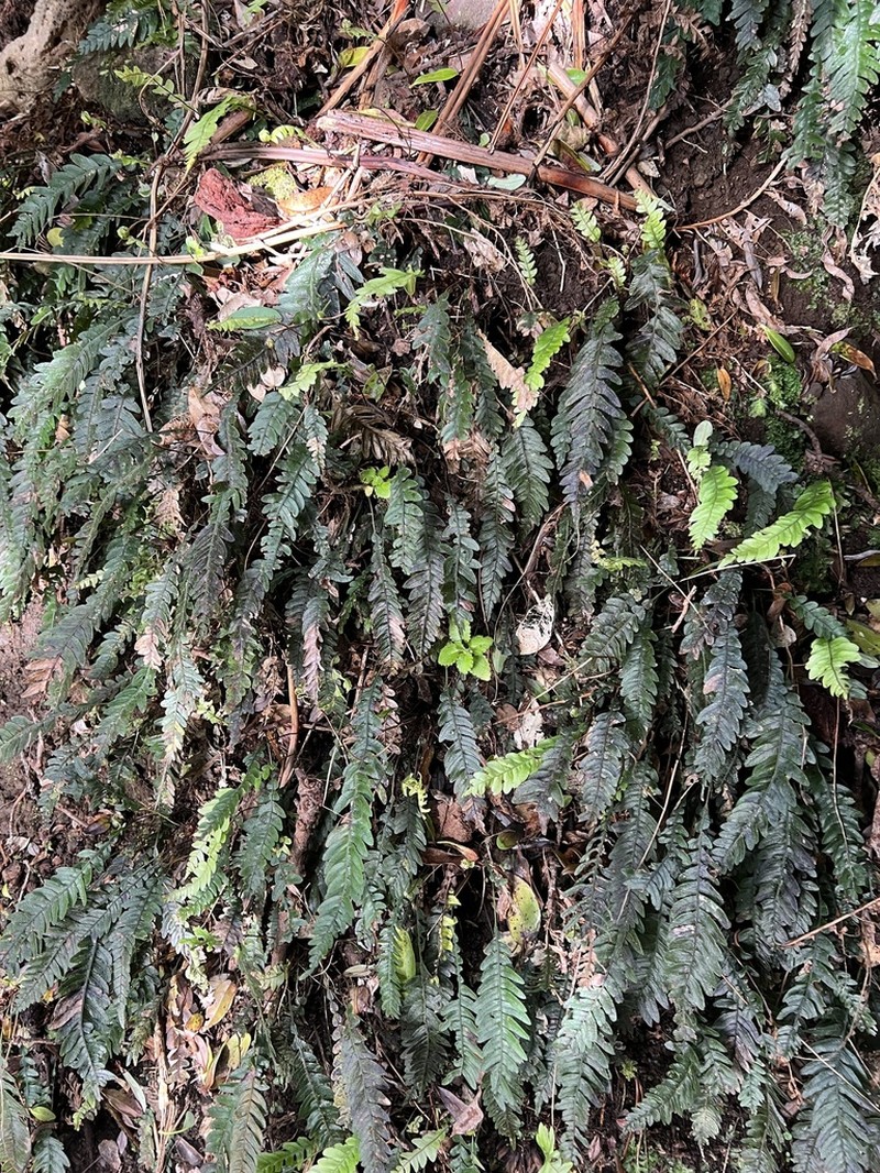 Blechnum fernandezianum