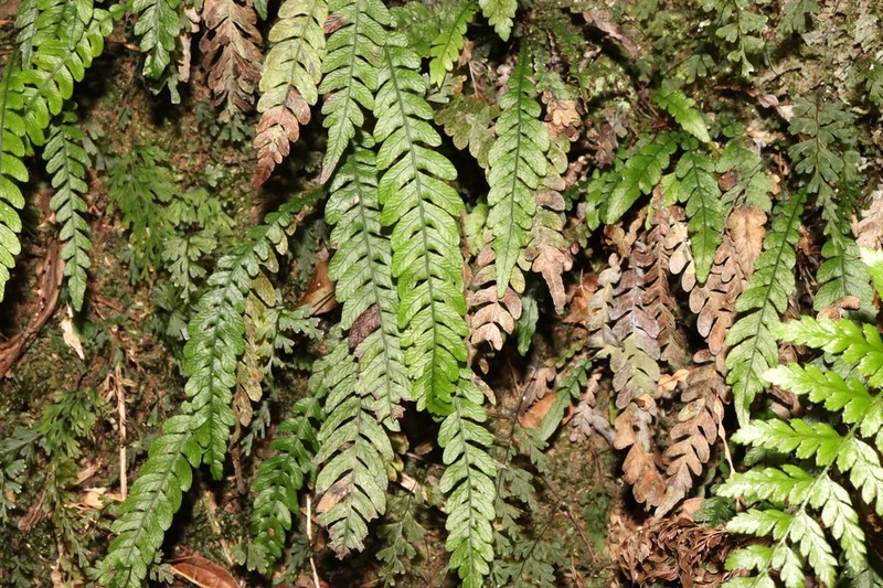 Blechnum fernandezianum photo 2