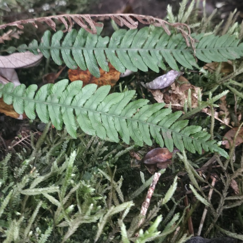 Blechnum fernandezianum photo 5