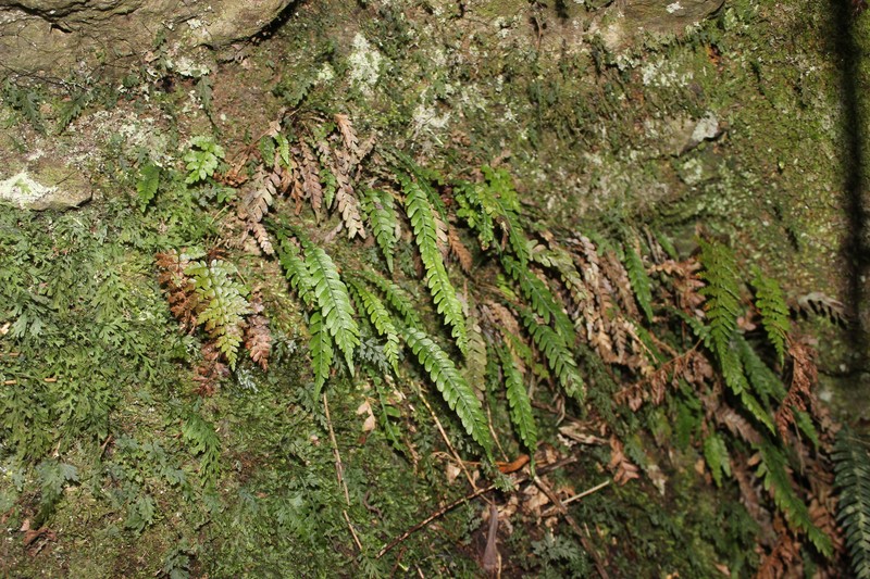 Blechnum fernandezianum photo 6