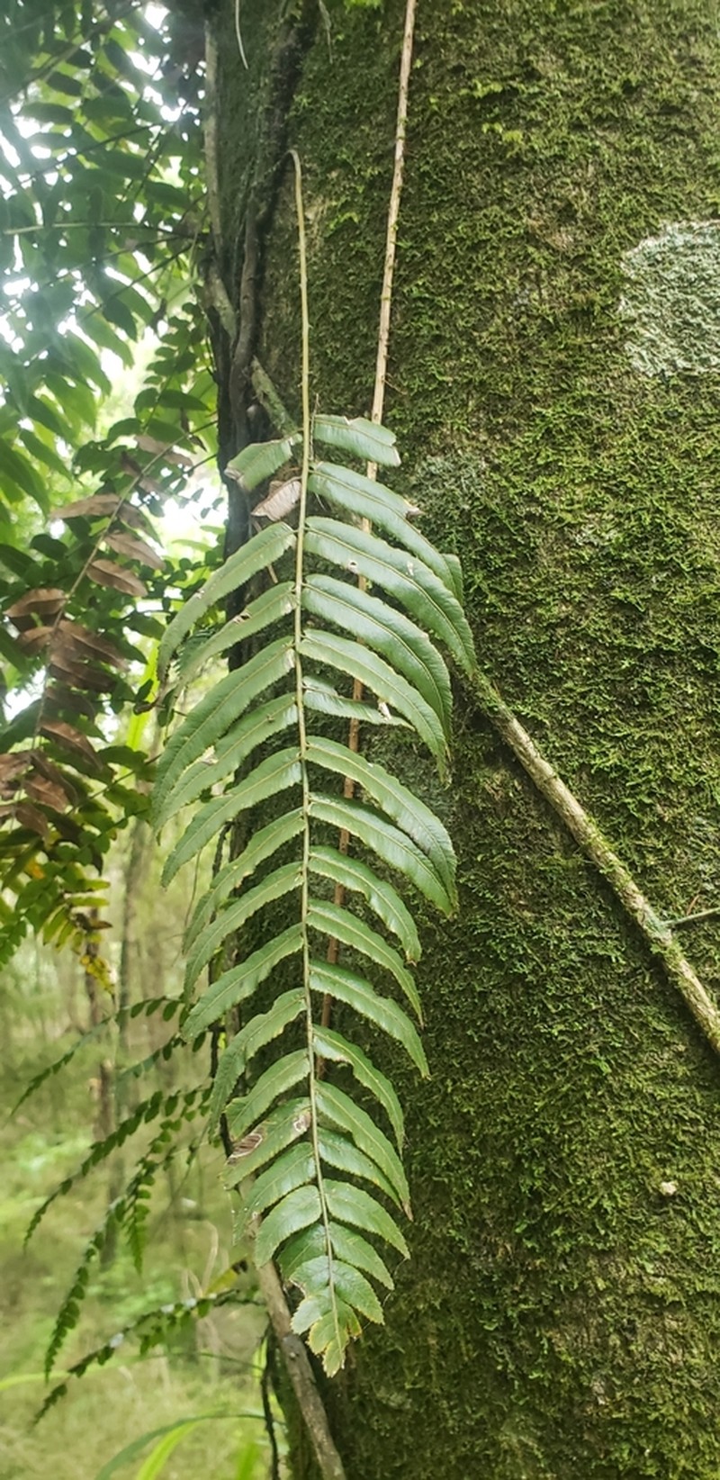 Blechnum filiforme