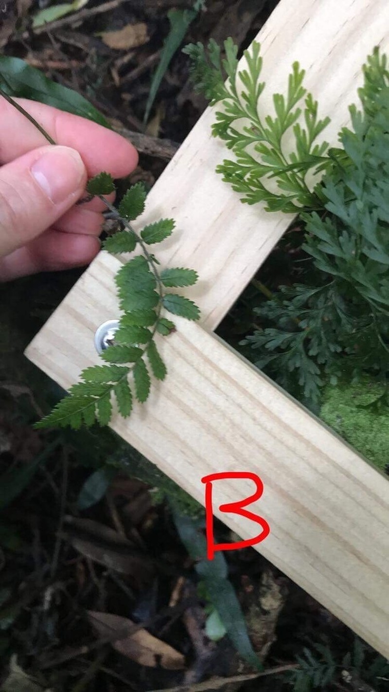Blechnum filiforme photo 2