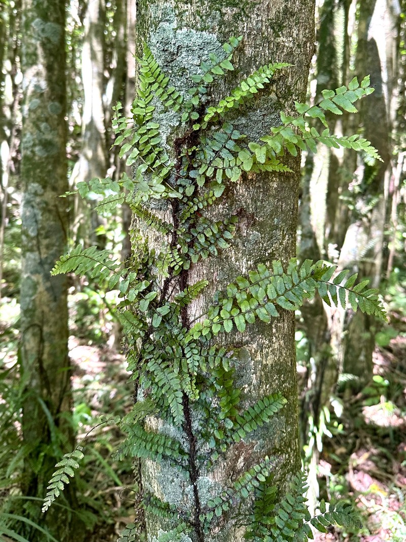 Blechnum filiforme photo 3