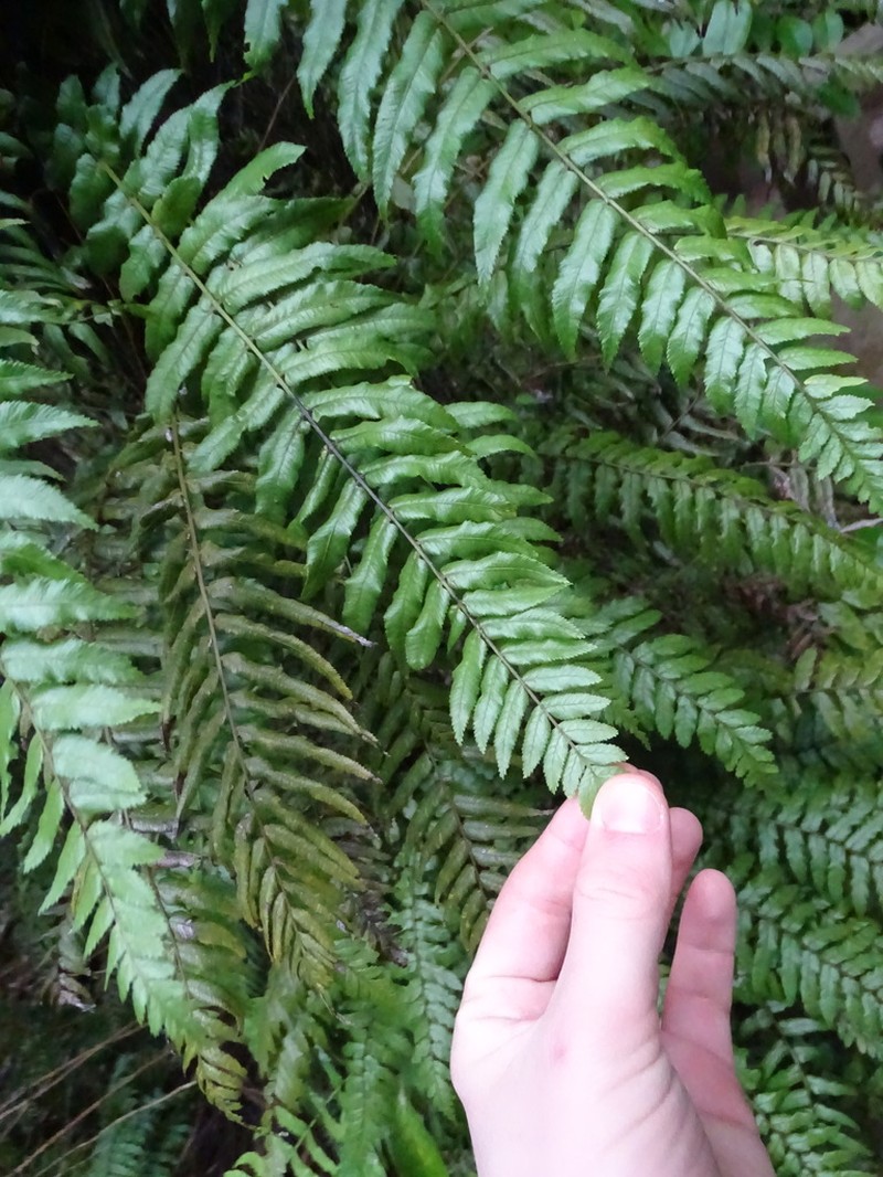 Blechnum filiforme photo 4