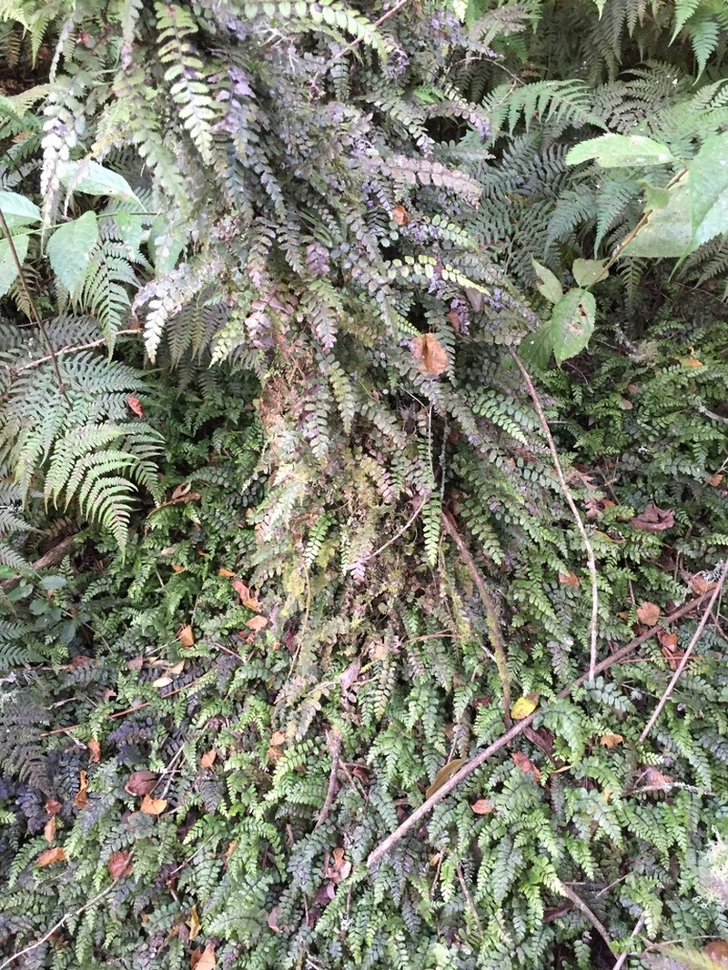 Blechnum filiforme photo 5