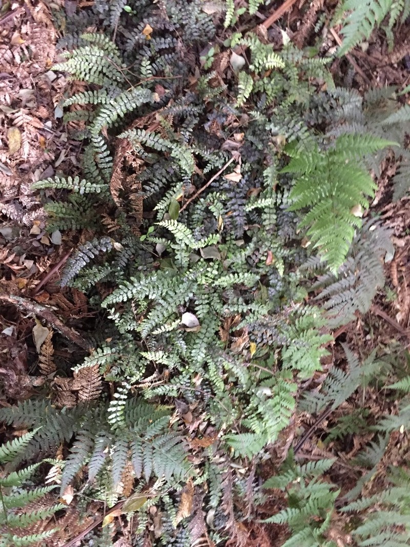 Blechnum filiforme photo 6