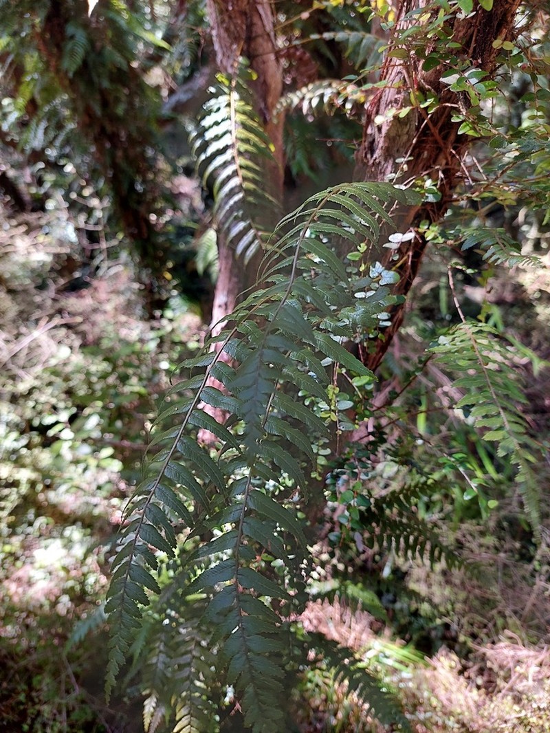Blechnum filiforme photo 7