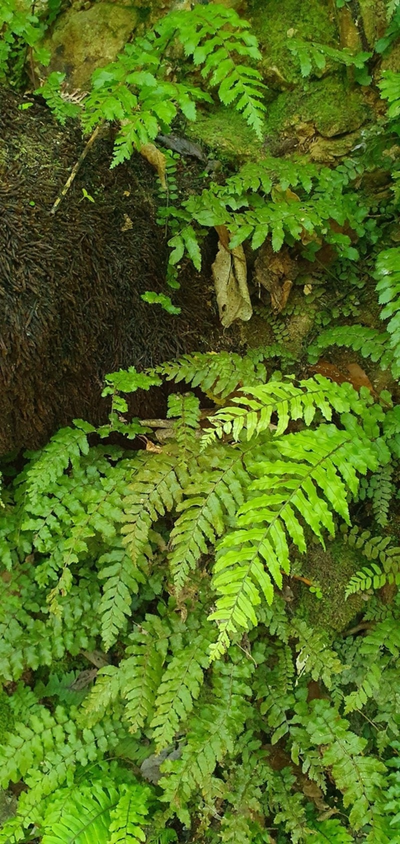 Blechnum filiforme photo 8