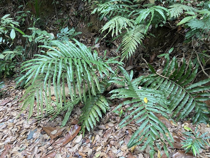 Blechnum finlaysonianum