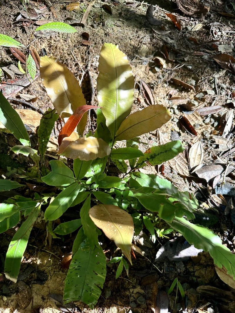 Blechnum finlaysonianum photo 2