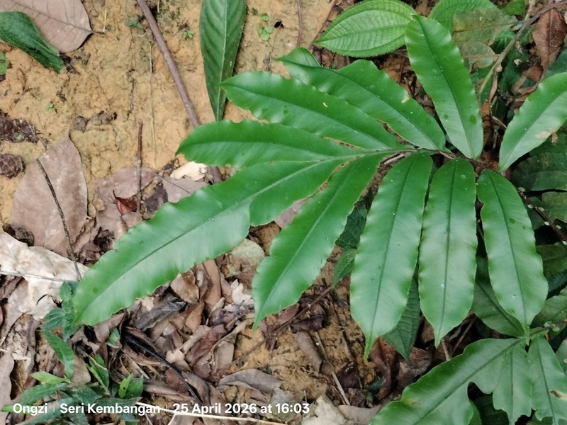 Blechnum finlaysonianum photo 3