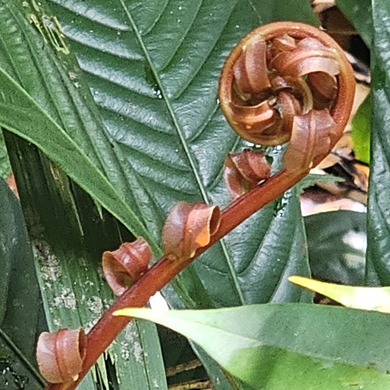 Blechnum finlaysonianum photo 4