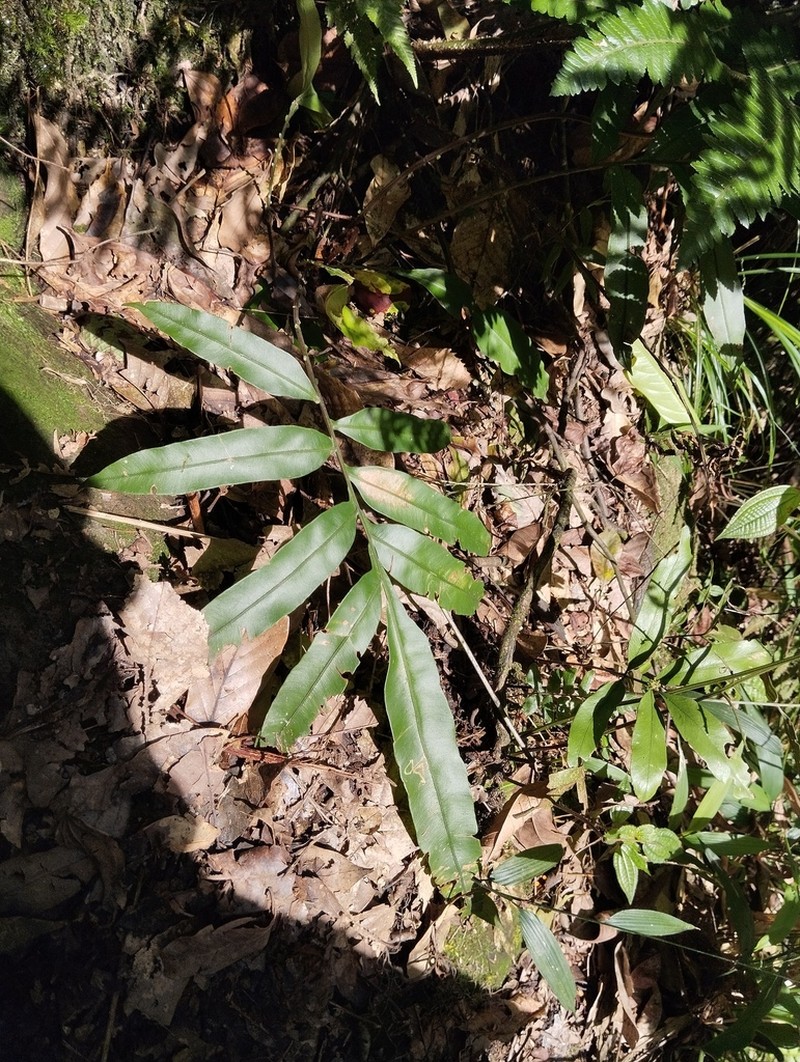 Blechnum finlaysonianum photo 5