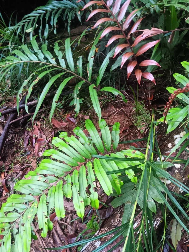 Blechnum finlaysonianum photo 6
