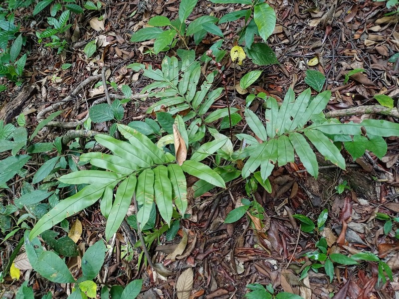 Blechnum finlaysonianum photo 7