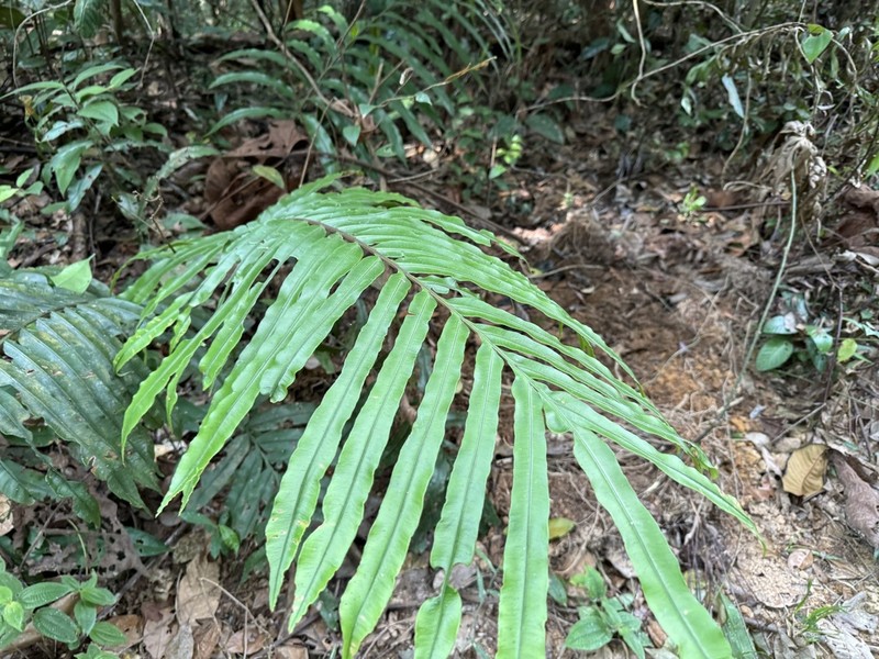 Blechnum finlaysonianum photo 8
