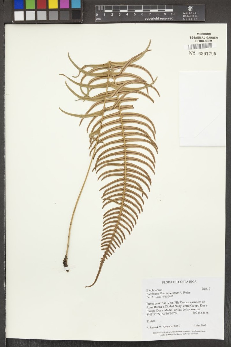 Blechnum flaccisquama