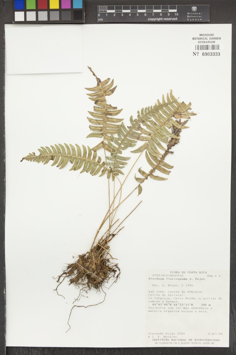 Blechnum flaccisquama photo 2